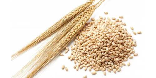 oomugi 大麦の気になる効果まとめ！小麦との違いや栄養価はどうなってる？